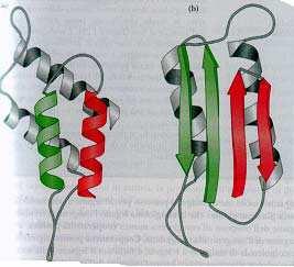 Qui sopra sono riprodotte le 2 conformazioni descritte per la stessa proteina, la proteina prionica, la cui alterazione conformazionale provoca la cosiddetta malattia della Mucca Pazza(v.