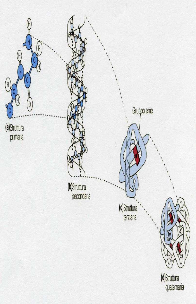Quattro livelli di struttura determinano la forma di una proteina alfa Beta Primaria: la sequenza lineare degli amino acidi tenuti