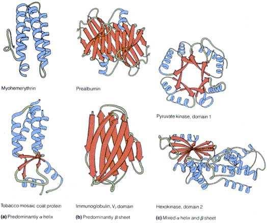 Classificazione generale delle strutture terziarie Proteine con