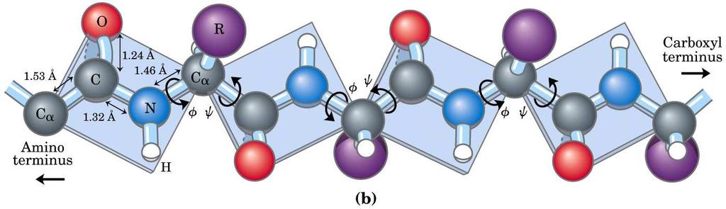 Il legame peptidico è rigido e planare φ e ψ sono di 180 quando il polipeptide è nella conformazione complanare estesa e tutti i gruppi peptidici sono sullo stesso piano.