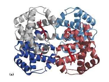 La struttura quaternaria delle proteine La struttura quaternaria riguarda proteine costituite da 2 o più catene polipeptidiche