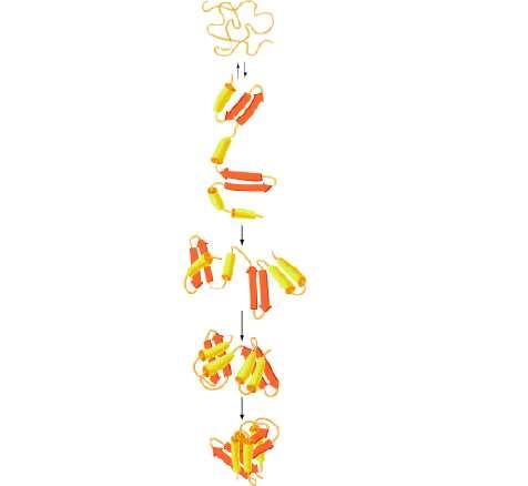 L'avvolgimento spontaneo delle catene polipeptidiche nella loro corretta struttura terziaria è un processo
