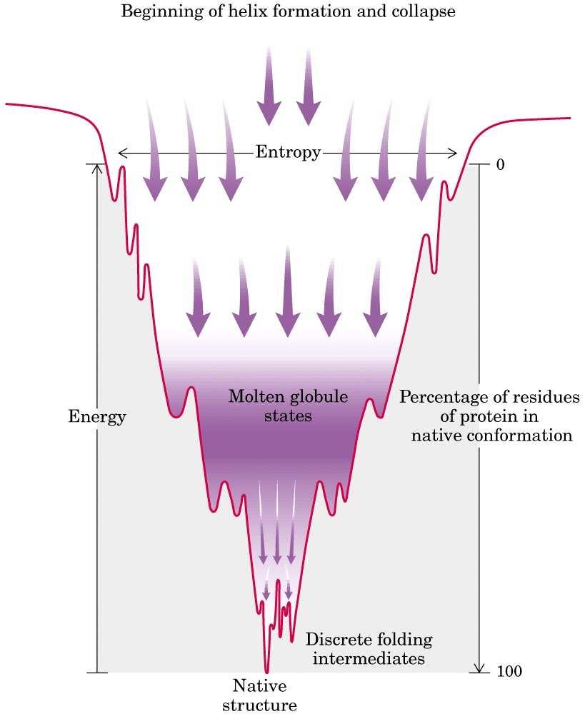 Il processo di ripiegamento di una proteina procede da uno stato ad