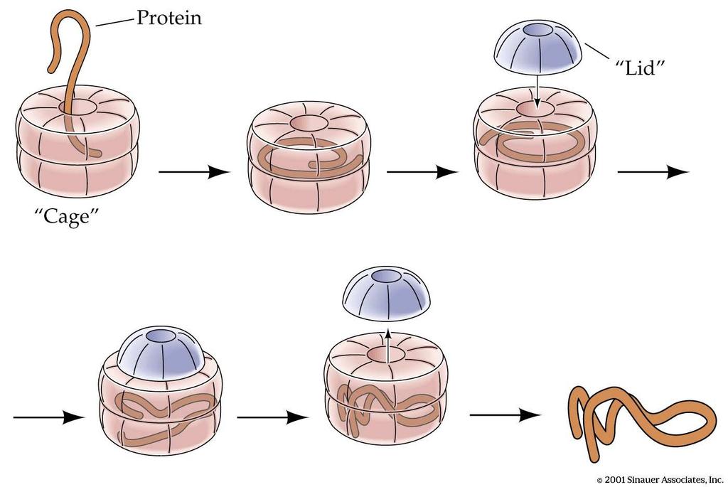 Le chaperonine assistono le proteine nella fase di