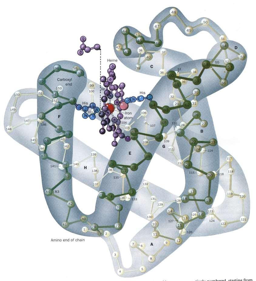 10 La struttura terziaria Proteine globulari: Le proteine globulari contengono si