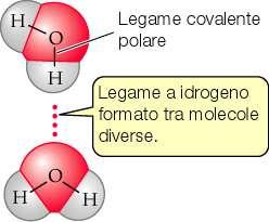 25 3)legami-H legame elettrostatico direzionale relativamente debole (12-29 kj/mol) i legami-h interni portano