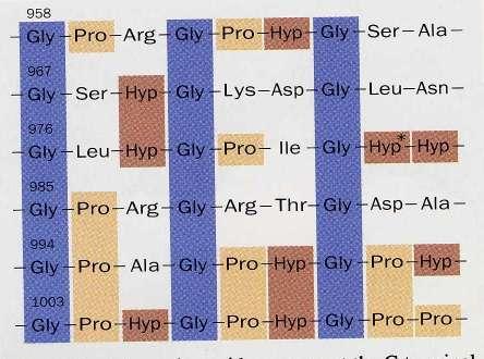 6 L Hyp è sintetizzata dalla prolil-idrossilasi e