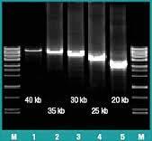 High Fidelity Ultimate choice for extra-long template Elongase Enzyme Mix Learn more > Most popular