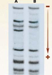 Amplified fragment length polymorphism (AFLP) PCR PCR: using primers