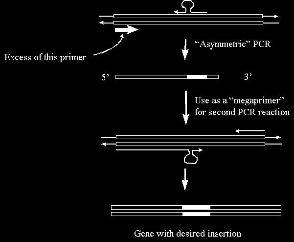 Asymmetric PCR Si basa sull amplificazione