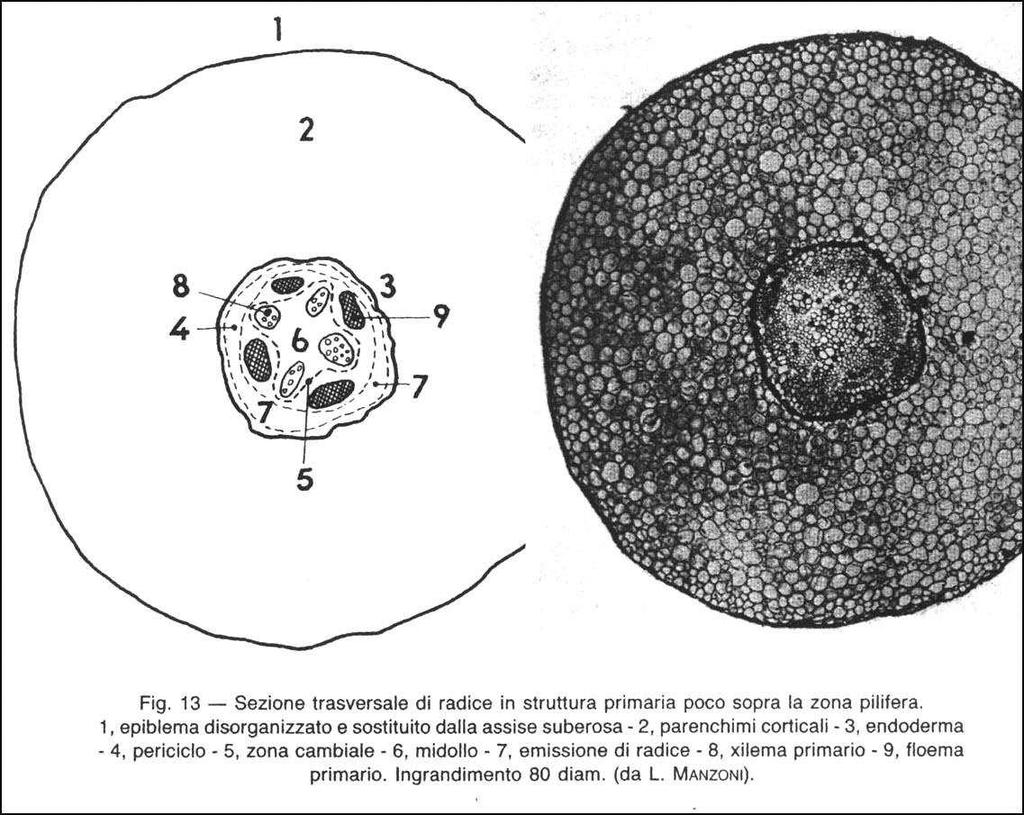 Struttura