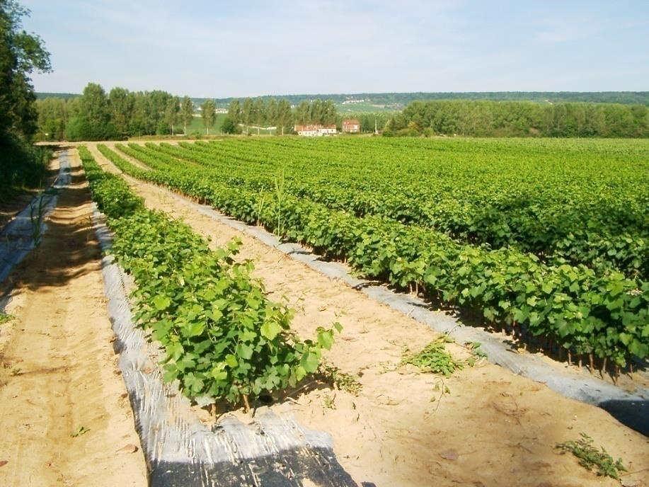 IL VIVAIO VITICOLO È il terreno dove si piantano gli innestitalea forzati.