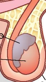 prostata vescica vaso deferente osso pubico colon uretra retto acrosoma testa regione intermedia pene epididimo vaso deferente nucleo epididimo mitocondri coda testicolo scroto capsula del testicolo