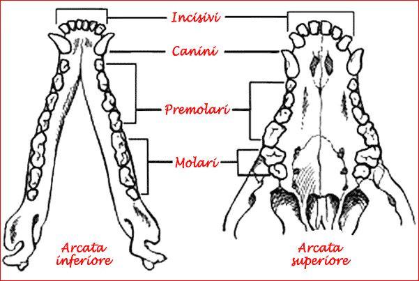 Dentatura definitiva del cane: La dentizione è di tipo eterodonte ovvero vi sono denti di forma diversa con funzioni diverse: 1. Incisivi; sono destinati a tagliare 2.