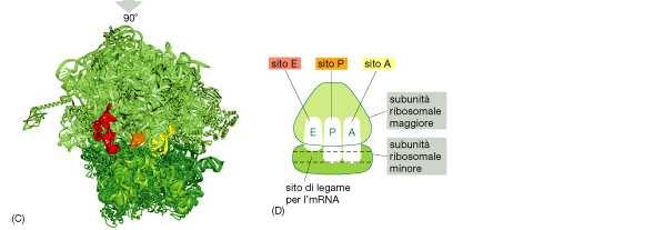 sia nei Procarioti che negli Eucarioti, sono