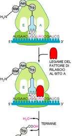 Fase GTP-dipendente Terminazione La presenza di più segnali di STOP