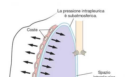 Condizione di riposo A riposo (fine di una espirazione normale (capacità