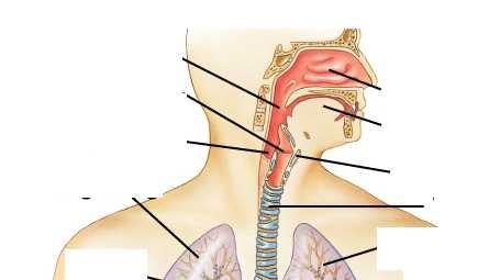 Faringe Corde vocali Esofago Polmone Ds Bronco Ds Cavità nasali Lingua Laringe Trachea Polmone Sn Bronco