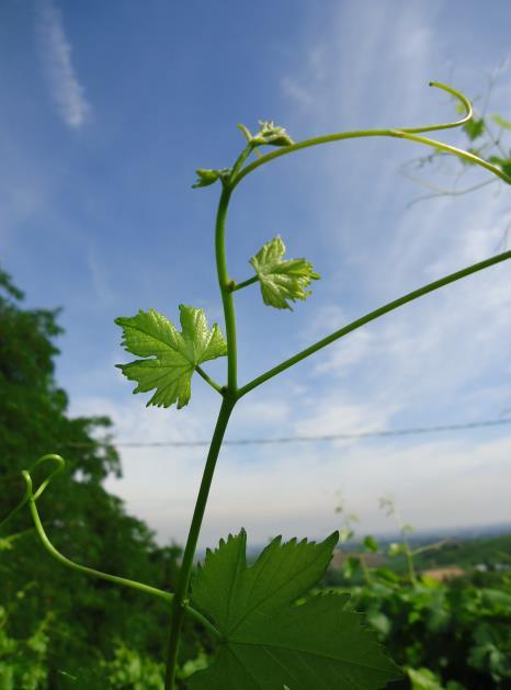 VITE Famiglia: Vitaceae Genere: Vitis Specie: Vitis vinifera L.