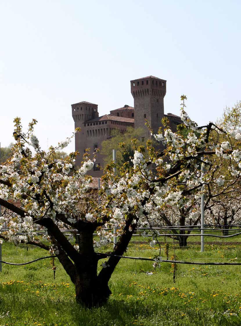 I PAESAGGI DELLA SUSINA E DELL ALBICOCCA Dal primo secolo dopo Cristo sino ad oggi, l albero del susino e dell albicocco si è diffuso velocemente in quasi