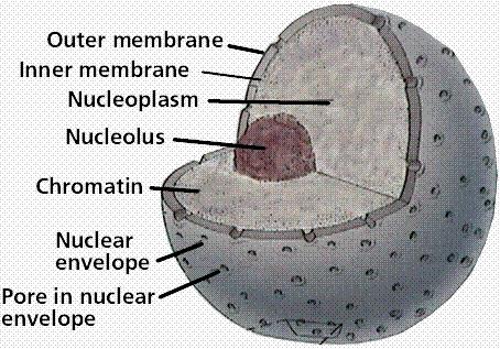 Organuli o particelle che intervengono nella trasmissione delle informazioni nucleo