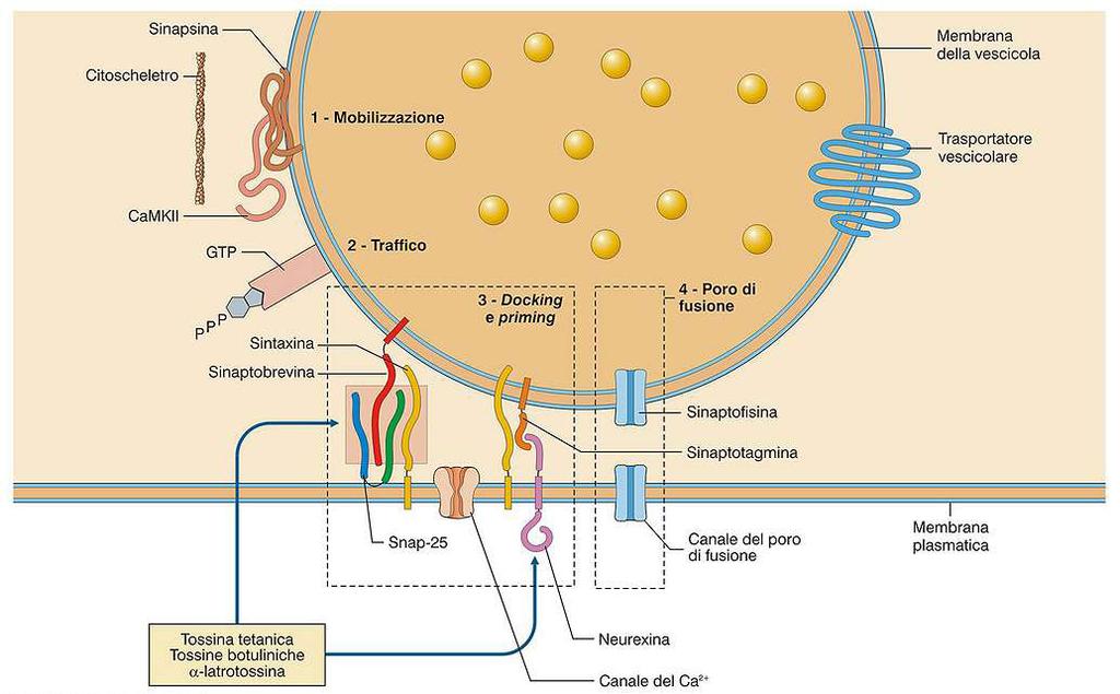 Indirizzamento vescicole alle zone attive: Rab3-GTP si lega alla membrana delle vescicole ed interagisce con Rim (zone attive di membrana).