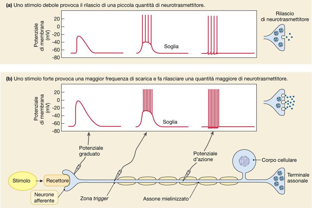 La quantità di neurotrasmettitore rilasciato dipende dalla frequenza dei potenziali d azione nel neurone presinaptico.