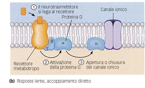 Recettori metabotropi Il recettore metabotropo non è un canale.