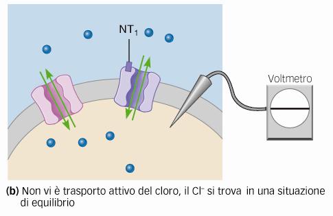 iperpolarizzare