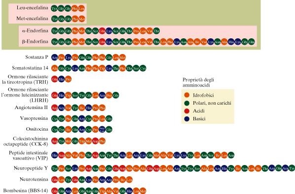 Neurotrasmettitori peptidici (più di 100 peptidi, composti da 3 a 30 amminoacidi) molecole costituite da un numero variabile di aminoacidi (3-36) contenuti in vescicole di dimensioni maggiori