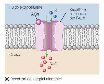 Per le sinapsi colinergiche (acetilcolina) esistono due tipi di recettori: nicotinici e