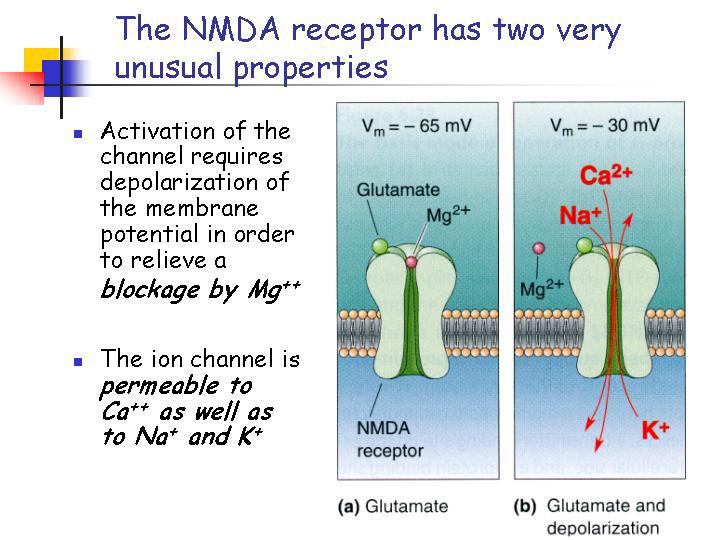 Gli ioni Mg 2+ ostruiscono in modo non competitivo il canale del recettore per l NMDA, in maniera da impedire la comparsa di una corrente ionica anche in seguito al legame con il glutammato.