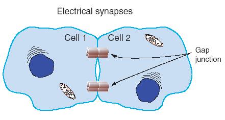 La variazione del potenziale di membrana di una cellula viene