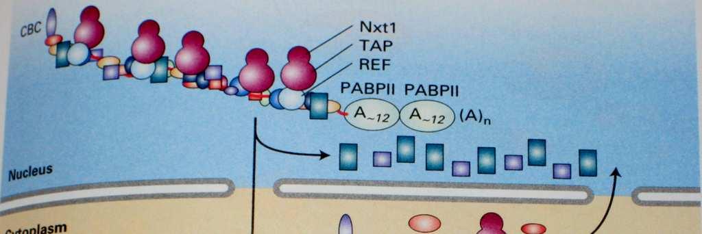 Trasporto del mrna