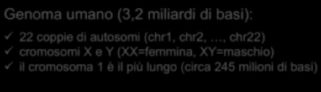 Il DNA genomico Il DNA genomico (genoma) è la lunga molecola di DNA che contiene le informazioni che regolano la vita di un organismo vivente: è contenuto nel nucleo di tutte le cellule dell