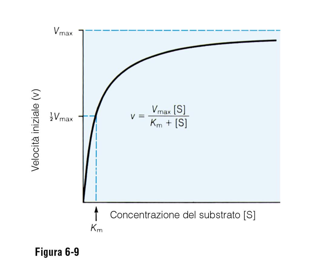 CONCENTRAZIONE DEL SUBSTRATO A parità di altre condizioni (temperatura, concentrazione di enzima, ph, ecc.