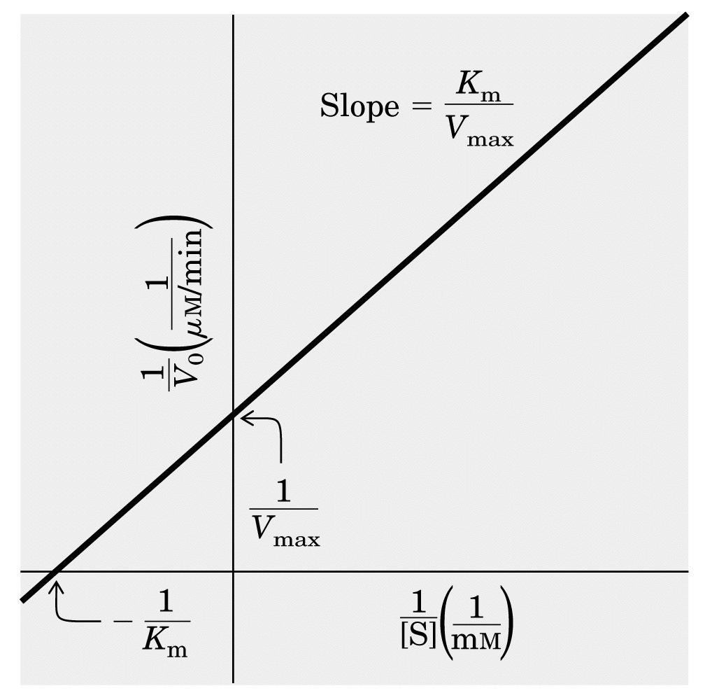 Per un calcolo più accurato della Vmax e della Km è opportuno trasformare matematicamente l equazione di Michealis-Menten facendo il reciproco di entrambi i lati dell equazione v 0 =