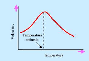 TEMPERATURA La velocità delle reazioni enzimatiche varia col crescere della temperatura secondo il grafico a campana riportato.