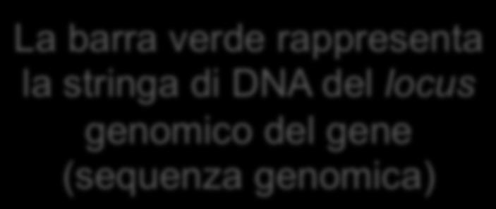 Espressione di un gene DNA 5 3 3 5 La barra verde rappresenta