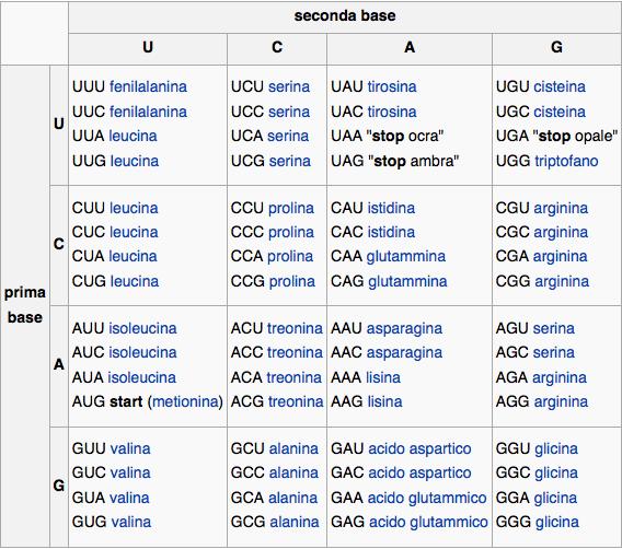 Espressione di un gene mrna (trascritto) CDS (coding sequence)