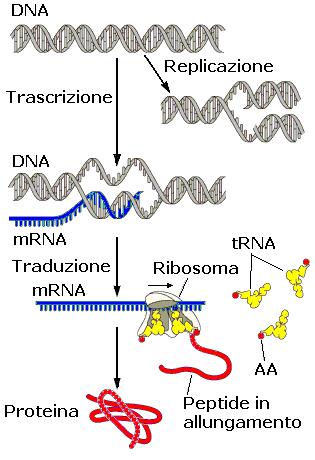 Flusso dell informazione genica PRTEIA ATTIVA Replicazione del DA Eventuali modificazioni Post-traduzionali DA Trascrizione mra Ribosomi tra Traduzione PRTEIA Trascrizione inversa B15 V.1.4.