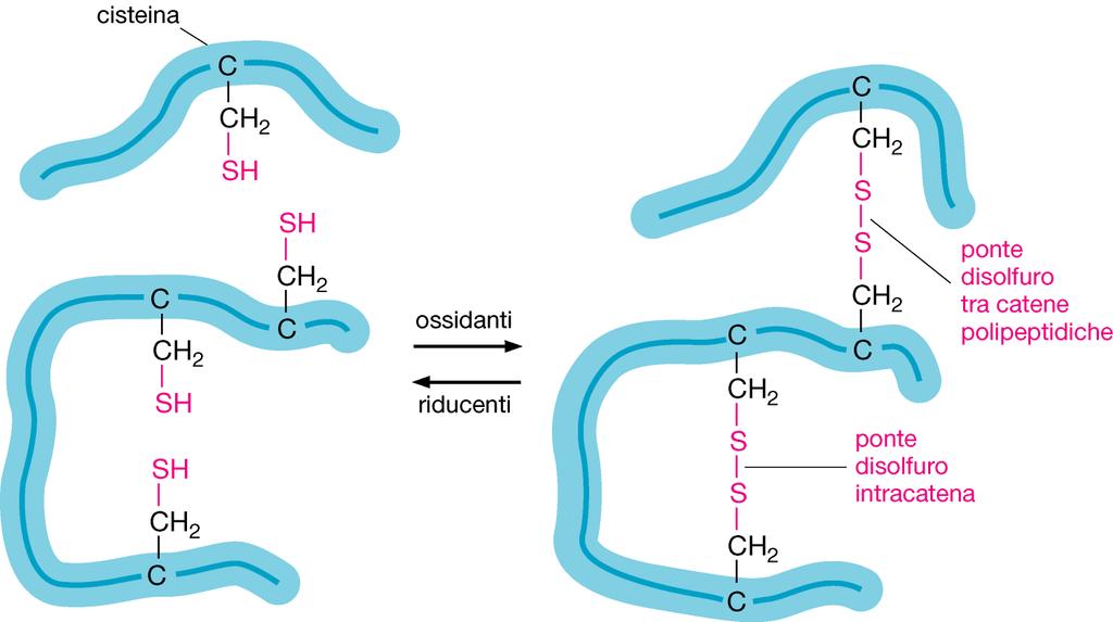 Molte proteine sono attaccate all esterno della membrana cellulare o vengono secrete e vanno a fare parte della matrice extracellulare; tutte queste molecole sono esposte direttamente a condizioni