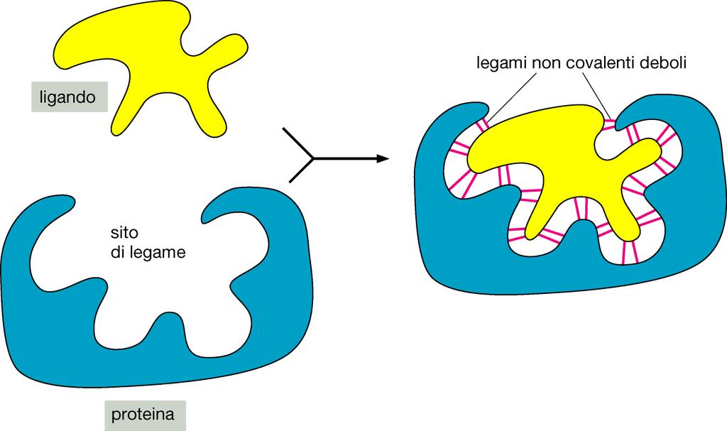 IL FUNZIONAMENTO DELLE PROTEINE LEGANO UN LIGANDO Tutte le proteine legano altre molecole (ligando) Molti