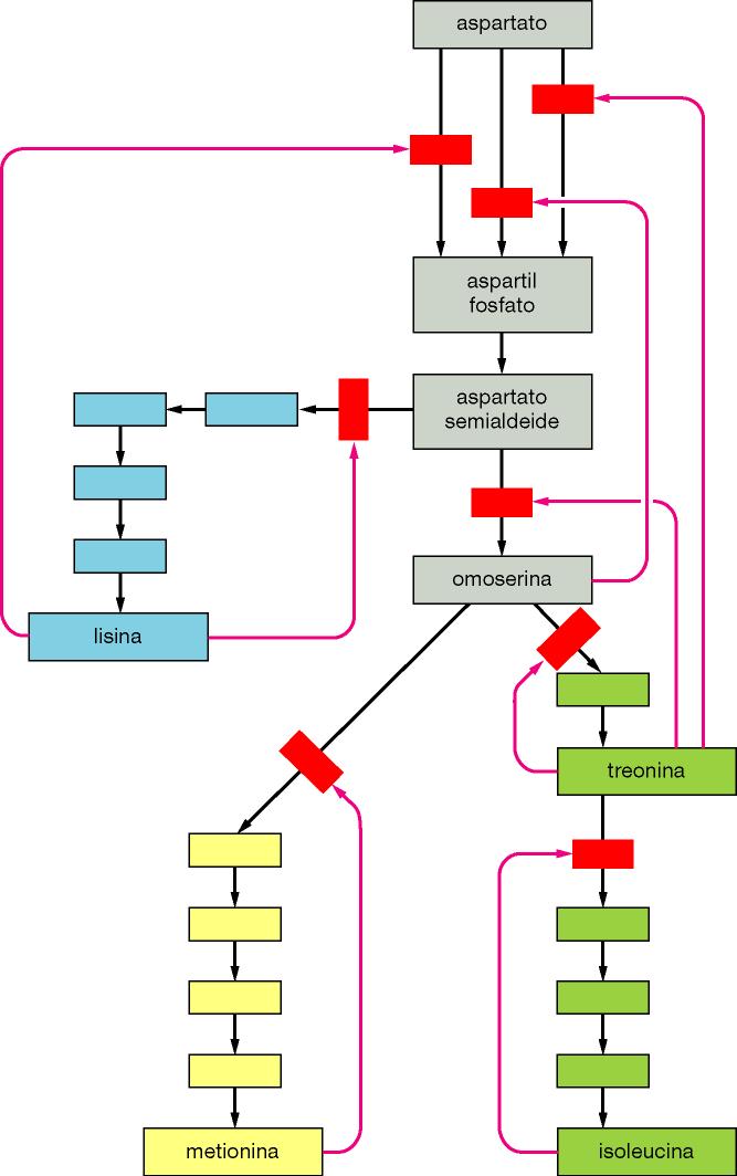 L inibizione retroattiva a siti multipli regola reazioni metaboliche interconnesse Ogni aminoacido regola il primo enzima specifico per la propria sintesi Feedback negativi: lisina si lega all enzima