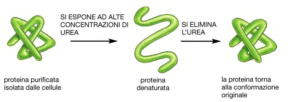 Le proteine si dispongono nella conformazione di