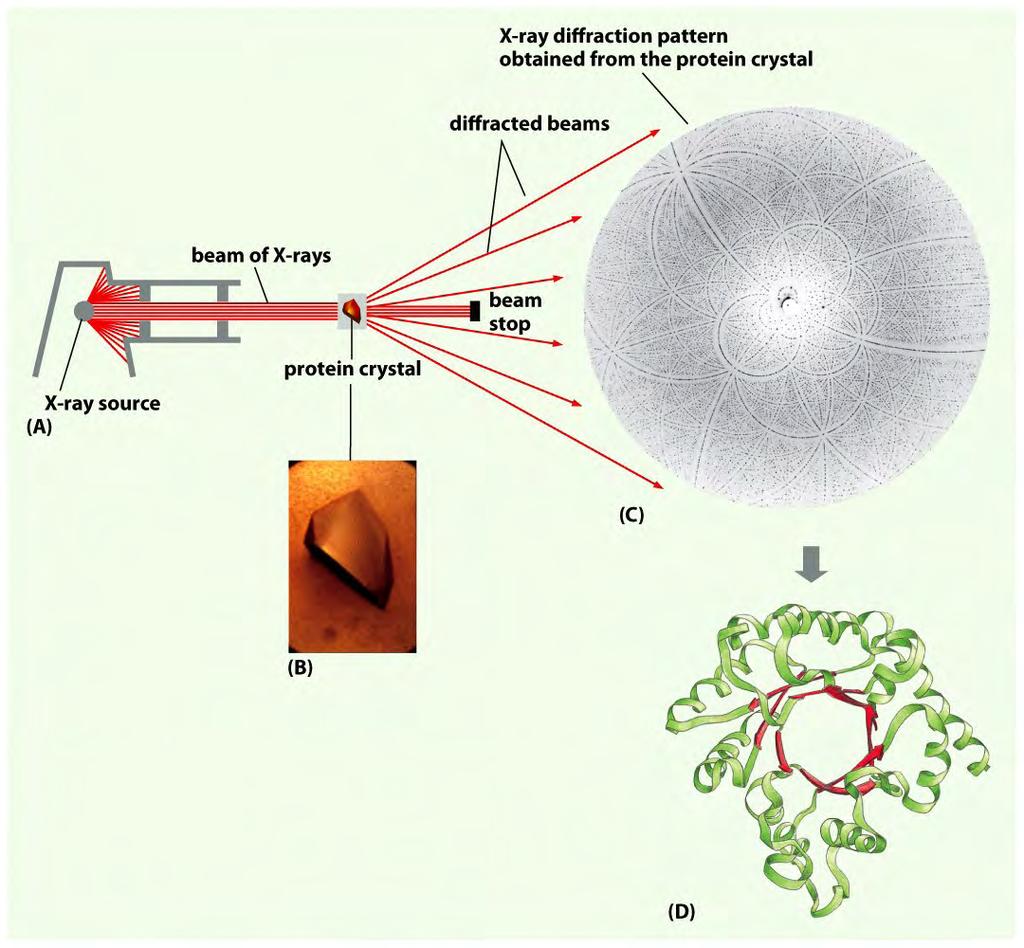 Figure 4-46 Essential Cell