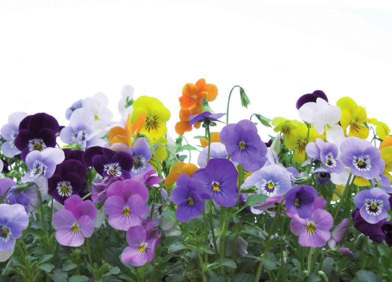 giardino, nelle aiuole o nei vasi, anche su balconi,