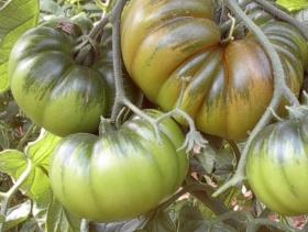 Il colore è verde medio e collettatura evidente, che diventa rosso a maturazione completa.