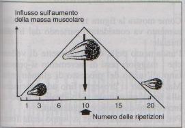 Soggetti non allenati Soggetti allenati Influsso sull aumento della massa