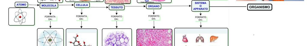 STRUTTURA : ORGANIZZAZIONE GERARCHICA Atomo -> Molecola -> Organuli ->